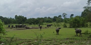 Ratusan Kerbau Mati Mendadak, Warga Desa Menaming Harap Solusi dari Pemerintah
