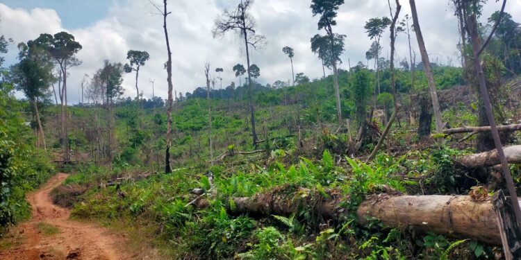 Perambah Hutan Desa Sialang Jaya, Semakin Merajalela