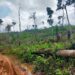 Perambah Hutan Desa Sialang Jaya, Semakin Merajalela