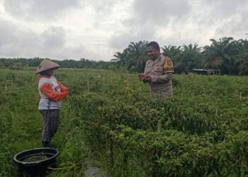 Bhabinkamtibmas Desa Kepenuhan Raya Cek Lahan Produktif Petani, Dukung Program Ketahanan Pangan