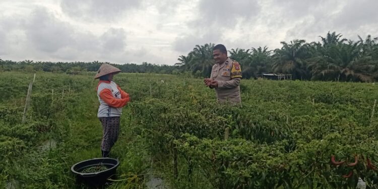 Bhabinkamtibmas Desa Kepenuhan Raya Cek Lahan Produktif Petani, Dukung Program Ketahanan Pangan
