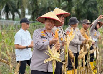 Panen Raya Jagung Serentak Di Desa Pasir Agung, Wujud Nyata Swasembada Pangan