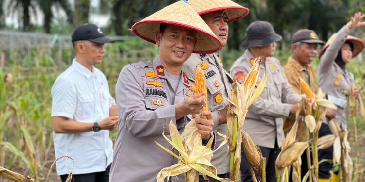 Panen Raya Jagung Serentak Di Desa Pasir Agung, Wujud Nyata Swasembada Pangan