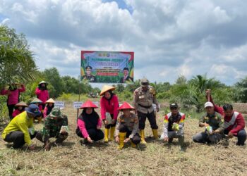 Kelompok Tani Berkah Alam Purnama Bersama Polsek Kempas dan Bhayangkari Tanam Jagung Dukung Program Ketahanan