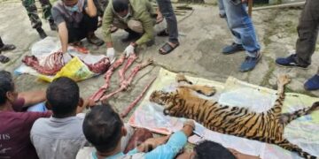 Polisi pergoki pasar daging harimau Sumatera di Desa Cipang Kiri Hilir, Rohul, enam pelaku diamankan.