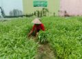 Panen Sayur Kangkung dan Pakcoy, Bukti Nyata Lapas Pekanbaru Terus Produktif dan Konsisten Dukung Program Ketahanan Pangan