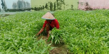 Panen Sayur Kangkung dan Pakcoy, Bukti Nyata Lapas Pekanbaru Terus Produktif dan Konsisten Dukung Program Ketahanan Pangan