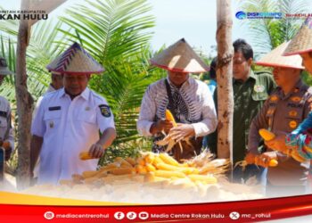Dukung Program Ketahanan Pangan Nasional, Wabup Syafaruddin Poti Hadiri Kegiatan Panen Jagung BUMDes Maju Bersama Desa Kepenuhan Hilir.