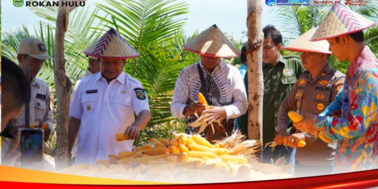 Dukung Program Ketahanan Pangan Nasional, Wabup Syafaruddin Poti Hadiri Kegiatan Panen Jagung BUMDes Maju Bersama Desa Kepenuhan Hilir.