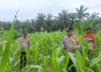 Polsek Rambah Hilir Perkuat Ketahanan Pangan, Tinjau Langsung Lahan Jagung di Desa Pasir Jaya