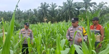 Polsek Rambah Hilir Perkuat Ketahanan Pangan, Tinjau Langsung Lahan Jagung di Desa Pasir Jaya