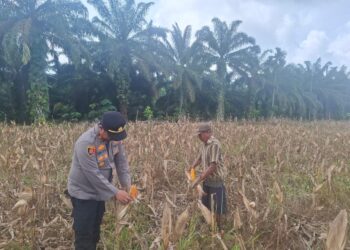 Polsek Rambah Hilir Aktif Dampingi Petani Jagung Menuju Swasembada Pangan Nasional
