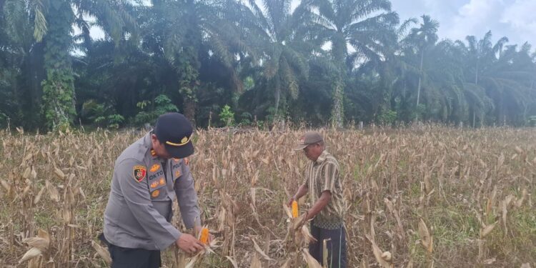 Polsek Rambah Hilir Aktif Dampingi Petani Jagung Menuju Swasembada Pangan Nasional