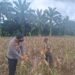 Polsek Rambah Hilir Aktif Dampingi Petani Jagung Menuju Swasembada Pangan Nasional