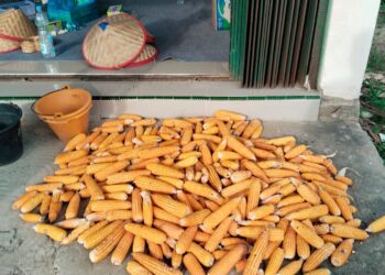 Panen Raya Jagung, Polsek Kunto Darussalam Perkuat Swasembada Pangan