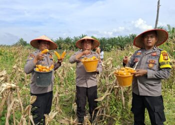 Polsek Kunto Darussalam Dukung Ketahanan Pangan Nasional Lewat Panen Raya Jagung di Muara Dilam