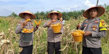 Polsek Kunto Darussalam Dukung Ketahanan Pangan Nasional Lewat Panen Raya Jagung di Muara Dilam
