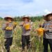 Polsek Kunto Darussalam Dukung Ketahanan Pangan Nasional Lewat Panen Raya Jagung di Muara Dilam