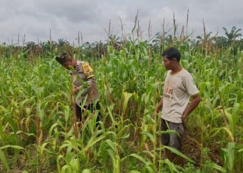 Polisi Cinta Petani, Polsek Rambah Hilir Dukung Ketahanan Pangan di Desa Pasir Jaya