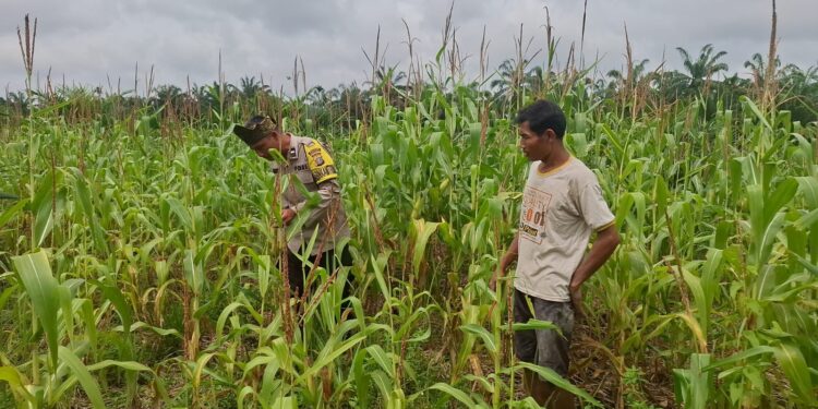 Polisi Cinta Petani, Polsek Rambah Hilir Dukung Ketahanan Pangan di Desa Pasir Jaya
