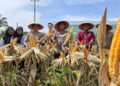 Polisi Cinta Petani, Polsek Kunto Darussalam Dukung Swasembada Pangan Lewat Panen Raya Jagung