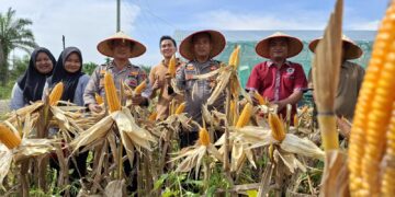Polisi Cinta Petani, Polsek Kunto Darussalam Dukung Swasembada Pangan Lewat Panen Raya Jagung