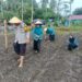 Polsek Kunto Darussalam Perkuat Gerakan Polisi Cinta Petani di Desa Pasir Luhur