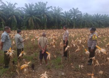 Polsek Rambah Hilir Sukses Wujudkan Swasembada Pangan di Desa Rambah Muda