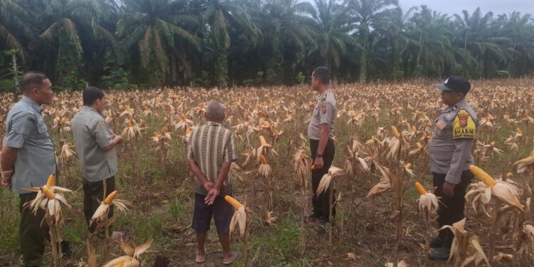 Polsek Rambah Hilir Sukses Wujudkan Swasembada Pangan di Desa Rambah Muda