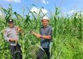 Polsek Kabun Wujudkan Polisi Cinta Petani melalui Ketahanan Pangan Jagung di Batulangkah Besar