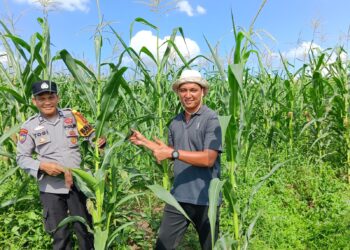 Polsek Kabun Wujudkan Polisi Cinta Petani melalui Ketahanan Pangan Jagung di Batulangkah Besar