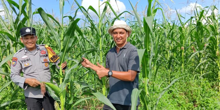 Polsek Kabun Wujudkan Polisi Cinta Petani melalui Ketahanan Pangan Jagung di Batulangkah Besar