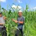 Polsek Kabun Wujudkan Polisi Cinta Petani melalui Ketahanan Pangan Jagung di Batulangkah Besar