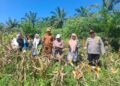 Polsek Rambah Hilir Kawal Panen Jagung di Sungai Sitolang, Dukung Swasembada dan Ketahanan Pangan Nasional