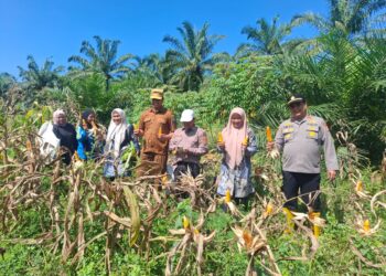 Polsek Rambah Hilir Kawal Panen Jagung di Sungai Sitolang, Dukung Swasembada dan Ketahanan Pangan Nasional