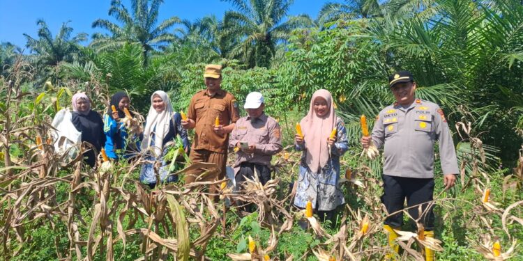 Polsek Rambah Hilir Kawal Panen Jagung di Sungai Sitolang, Dukung Swasembada dan Ketahanan Pangan Nasional