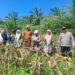 Polsek Rambah Hilir Kawal Panen Jagung di Sungai Sitolang, Dukung Swasembada dan Ketahanan Pangan Nasional