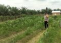 Polsek Kabun Perkuat Ketahanan Pangan lewat Monitoring Jagung di Desa Giti