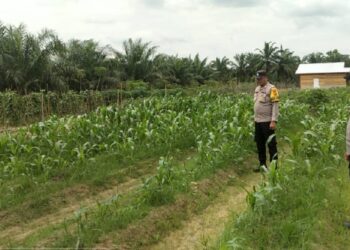Polsek Kabun Perkuat Ketahanan Pangan lewat Monitoring Jagung di Desa Giti