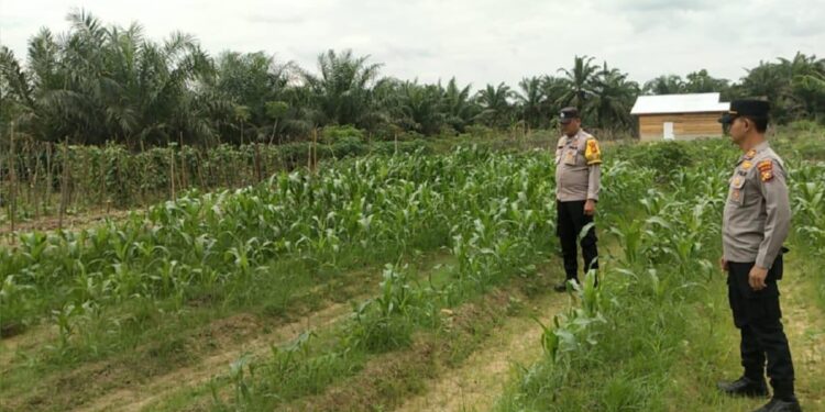 Polsek Kabun Perkuat Ketahanan Pangan lewat Monitoring Jagung di Desa Giti