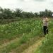 Polsek Kabun Perkuat Ketahanan Pangan lewat Monitoring Jagung di Desa Giti
