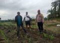 Polsek Kabun Gencarkan Swasembada Pangan, Jagung Bumdes Aliantan Dipantau Ketat 