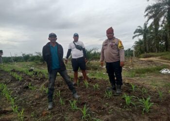 Polsek Kabun Gencarkan Swasembada Pangan, Jagung Bumdes Aliantan Dipantau Ketat 