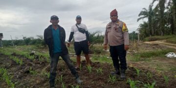 Polsek Kabun Gencarkan Swasembada Pangan, Jagung Bumdes Aliantan Dipantau Ketat 