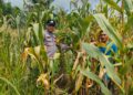 Polsek Kepenuhan Cek Jagung Pipil di Kepenuhan Hilir Perkuat Ketahanan Pangan