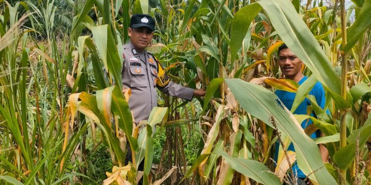 Polsek Kepenuhan Cek Jagung Pipil di Kepenuhan Hilir Perkuat Ketahanan Pangan