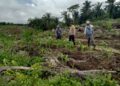 Polsek Kabun dan Petani Optimalkan Jagung Tumpang Sari Perkuat Swasembada Pangan Nasional