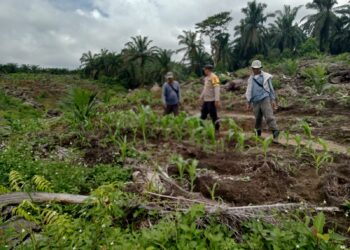 Polsek Kabun dan Petani Optimalkan Jagung Tumpang Sari Perkuat Swasembada Pangan Nasional