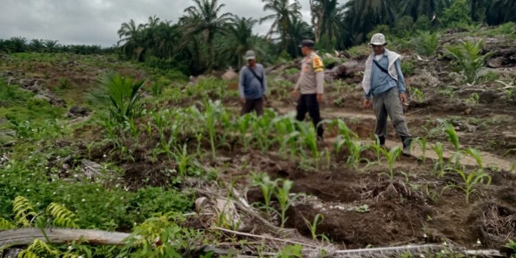 Polsek Kabun dan Petani Optimalkan Jagung Tumpang Sari Perkuat Swasembada Pangan Nasional