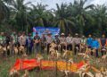 Polres Rokan Hulu Gelar Panen Raya Jagung Serentak, Perkuat Akselerasi Swasembada Pangan Nasional